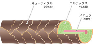 髪の構造