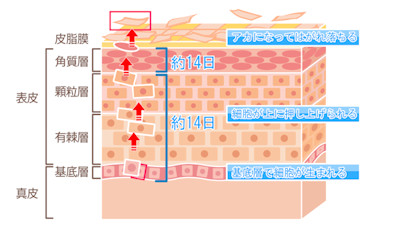 肌のターンオーバー
