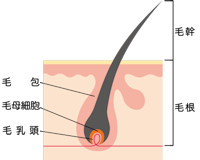 毛根 死ぬ