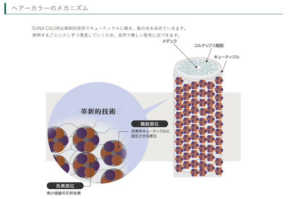 SUNA COLORの染色メカニズム