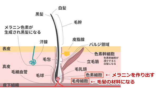 髪の構造