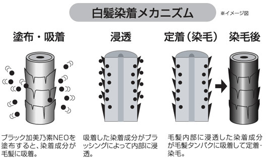 白髪染毛イメージ