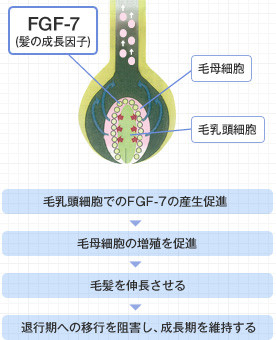 フコイダンの育毛効果