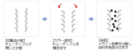 ヘアカラーの染色の仕組み