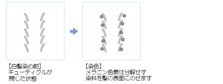 ヘアマニキュアの染色の仕組み